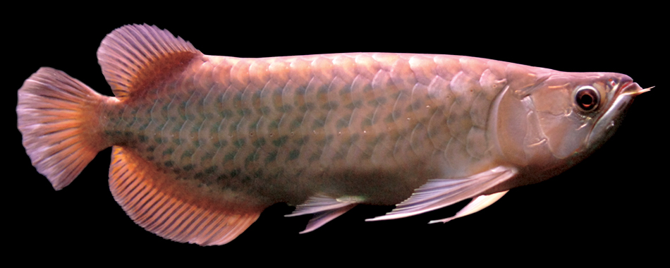 Green Arowana-Small.jpg